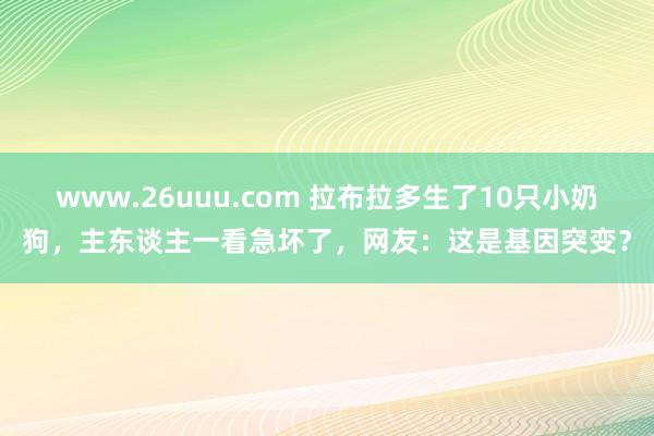 www.26uuu.com 拉布拉多生了10只小奶狗，主东谈主一看急坏了，网友：这是基因突变？